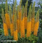Flores do Jardim Lírio Foxtail, Vela Deserto, Eremurus laranja