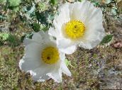 Vrtno Cvetje Argemona bela