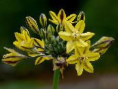 les fleurs du jardin Triteleia, L'herbe Écrou, Ithuriel De Lance, Wally Panier jaune
