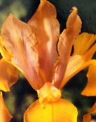 Záhradné kvety Dutch Iris, Španielčina Iris, Xiphium oranžový