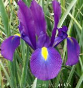 Flores de jardín Iris Holandés, Iris Español, Xiphium púrpura