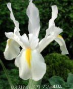 Dārza Ziedi Holandiešu Varavīksnene, Spāņu Iris, Xiphium balts