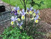 Záhradné kvety Dutch Iris, Španielčina Iris, Xiphium modrá