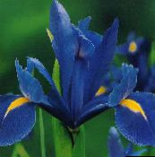 Tuin Bloemen Nederlandse Iris, Spaans Iris, Xiphium blauw