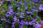 Záhradné kvety Víla Ventilátor Kvetina, Scaevola aemula modrá