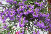 Hada De Las Flores Del Ventilador (púrpura)