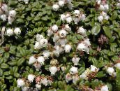 Flores de jardín Arcterica, Arcterica nana, Makino blanco