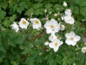 Λουλούδια κήπου Ιαπωνική Ανεμώνη, Anemone hupehensis λευκό