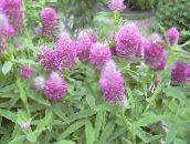 Red Feathered Clover, Ornamental Clover, Red Trefoil (lilac)