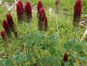 Red Feathered Clover, Ornamental Clover, Red Trefoil (burgundy)