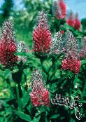 Red Feathered Clover, Ornamental Clover, Red Trefoil (red)