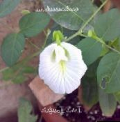 Ogrodowe Kwiaty Klitoria Ternatskaya, Clitoria ternatea biały