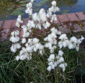 Zahradní květiny Suchopýr, Eriophorum bílá