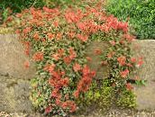Gartenblumen Neuseeland Grat, Acaena rot