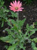 I fiori da giardino Mantello Margherita, Monarca Del Veldt, Arctotis rosa