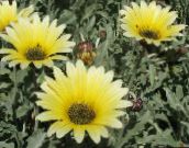 Λουλούδια κήπου Μαργαρίτα Ακρωτήρι, Μονάρχης Της Veldt, Arctotis κίτρινος