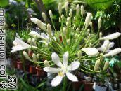 Flores do Jardim Lírio Do Nile, Lírio Africano, Agapanthus africanus branco
