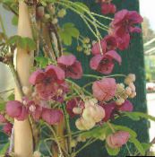 Градински цветове Пет Листа Akebia, Шоколад Лоза, Akebia quinata винен