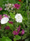 Záhradné kvety Snowcup, Popchol Anóda, Divoký Bavlna, Anoda cristata biely
