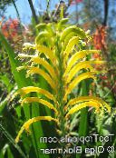 Садові Квіти Хазманта (Антоліза), Chasmanthe (Antholyza) жовтий