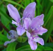 Градински цветове Павиан Цвете, Babiana, Gladiolus strictus, Ixia plicata светло синьо