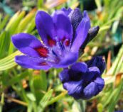 Babouin Fleurs (bleu)