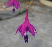 Dārza Ziedi Koraļļu Pilieni, Bessera elegans purpurs