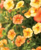 Zahradní květiny Calibrachoa, Milion Zvonky oranžový