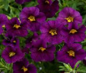 Градински цветове Calibrachoa, Милион Звънци виолетов