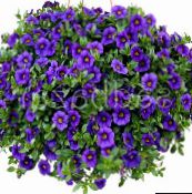 Zahradní květiny Calibrachoa, Milion Zvonky modrý