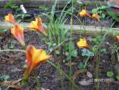 Flores do Jardim Lírio Chuva, Habranthus laranja