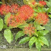 Gartenblumen Fackellilie, Blutlilie, Pinsel Lilie, Fußball-Lilie, Powderpuff Lilie, Feuerball Lilie, Scadoxus rot