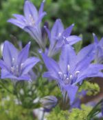 Hage Blomster Gress Mutter, Er Ithuriel Spyd, Wally Kurv, Brodiaea laxa, Triteleia laxa lyse blå