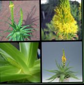 Bulbine, Bulbinella, Queimar Planta Geléia, Perseguido Bulbine, Laranja Bulbine (amarelo)