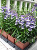 Garden Flowers Angelonia Serena, Summer Snapdragon, Angelonia angustifolia light blue