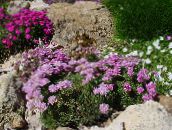Hage Blomster Sea ​​sparsommelighet, Armeria  juniperifolia rosa
