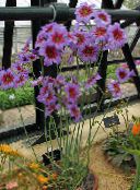 les fleurs du jardin Gloire Du Soleil, Leucocoryne lilas