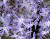 Flores do Jardim Glória Do Sol, Leucocoryne luz azul