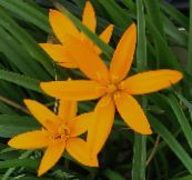 Градински цветове Боядисани Паун Цвете, Паунови Звезди, Spiloxene оранжев