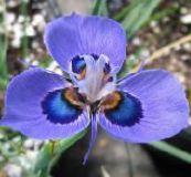 Flores de jardín Moraea azul claro
