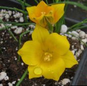 Λουλούδια κήπου Romulea κίτρινος