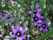Ogrodowe Kwiaty Romuleya, Romulea jasnoniebieski
