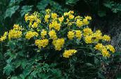 Vrtne Cvjetovi Arnebia, Arnebia  pulchra žuta