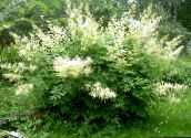 Градински цветове Goatsbeard, Aruncus dioicus бял