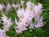 Garden Flowers Astilbe, False Goat's Beard, Fanal pink