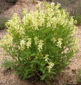 Astragalus (gul)