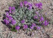 Trädgårdsblommor Astragalus violett