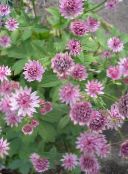 Hage Blomster Masterwort, Astrantia rosa