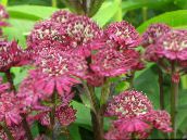 les fleurs du jardin Masterwort, Astrantia vineux
