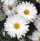 Vrtno Cvetje Aster bela